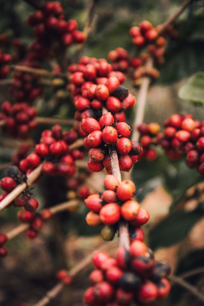 Ripe coffee cherries on branch