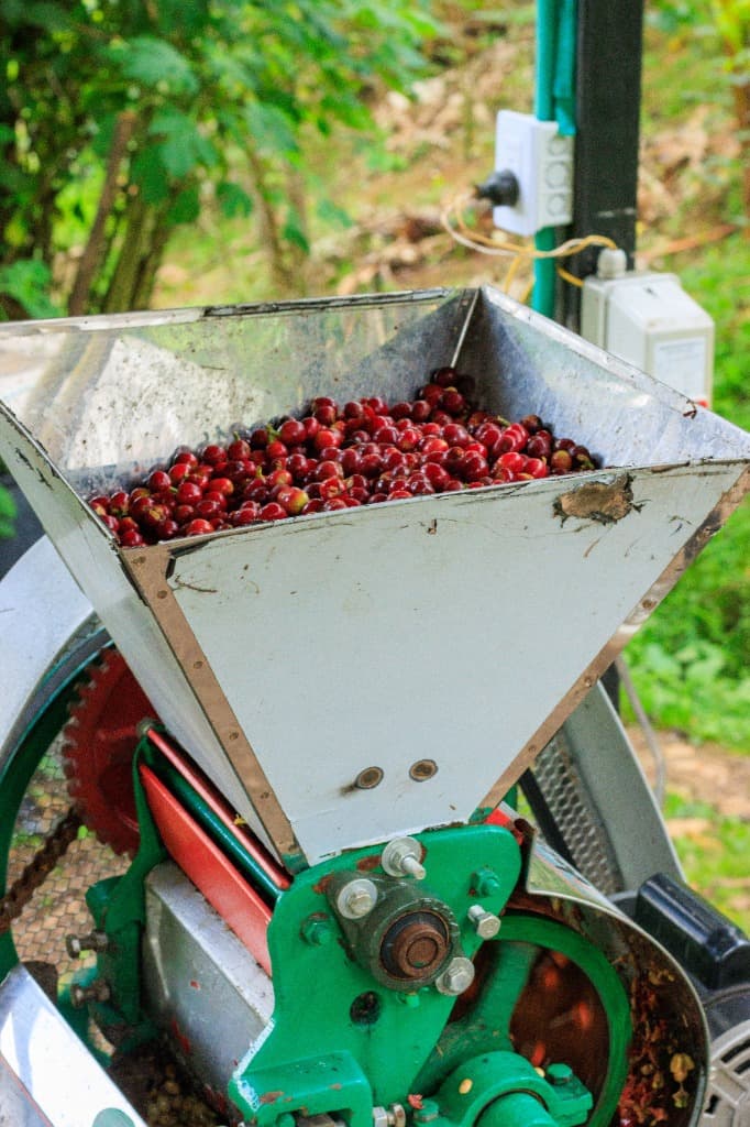 Coffee cherry pulping and wet mill processing